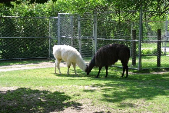 White & brown llamas 