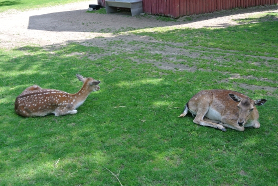 Deer living in the same area as llamas 