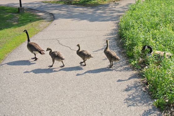 Geese crossing :)