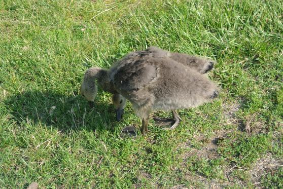 Baby Canadian goose, so cute! 
