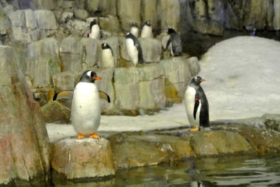 Their cute little waddle reminds me of Happy Feet (: 