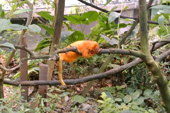 The golden lion tamarin, one of the cutest animals in the dome :3