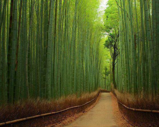 Sagano bamboo forest (located near Kyoto, Japan)