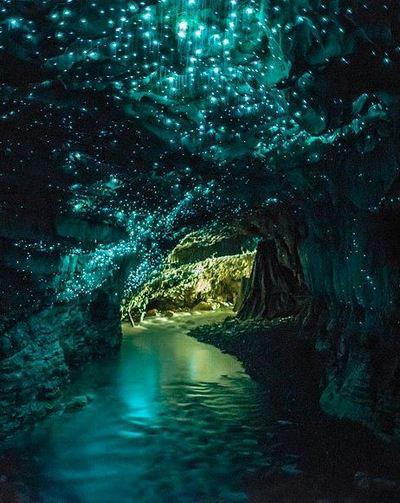 Waitomo Glowworm Caves on the North Island of New Zealand