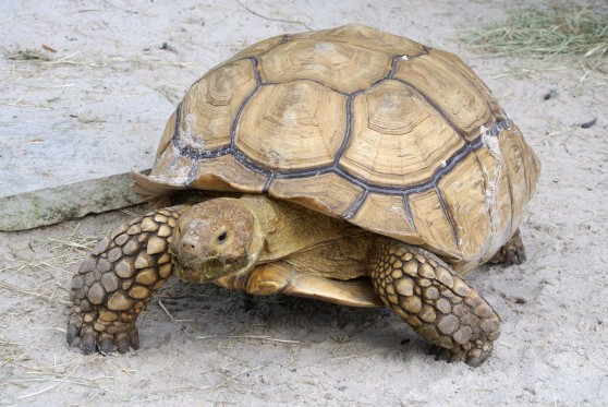 African spurred tortoise 