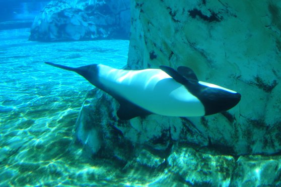 Commerson's dolphins 