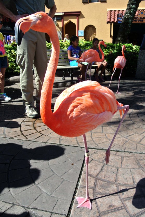 My first time being so close to a flamingo!