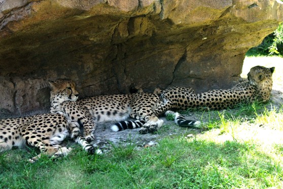 Pretty cheetahs :3