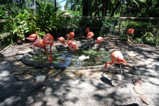 Apparently there are over 200 Caribbean and Chilean flamingos in Busch Gardens!