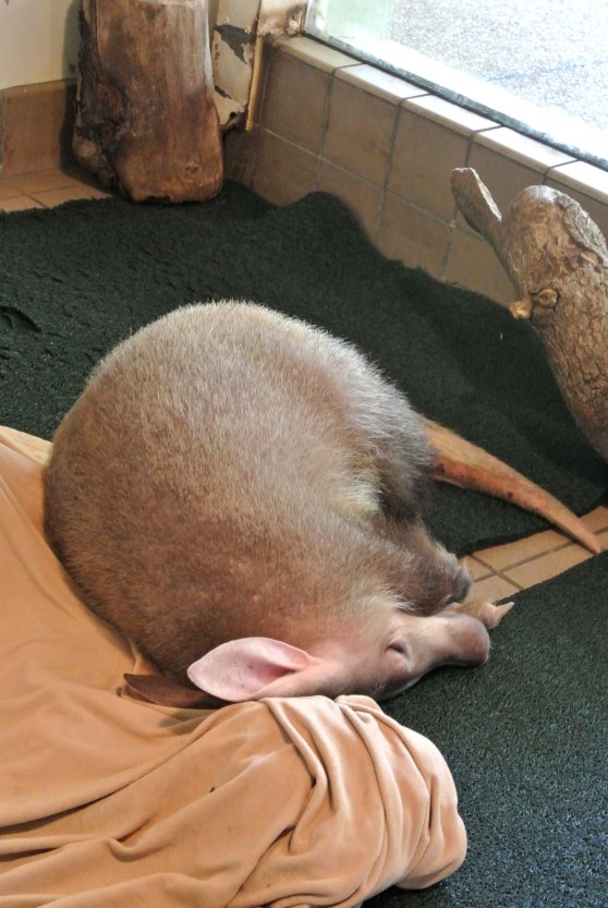 Sleeping aardvark 