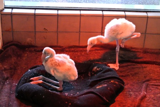 Baby flamingos, their legs look all messed up O.O