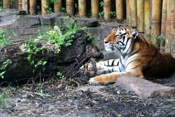 Tiger chillin' in the shade