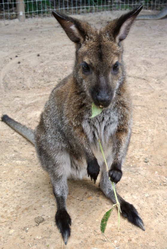 Cutest wallaby (: