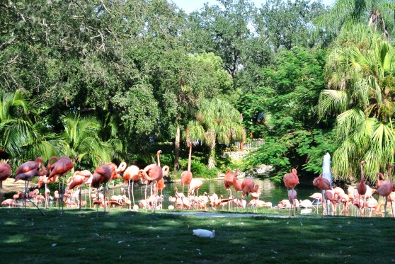 A whole flock of flamingos