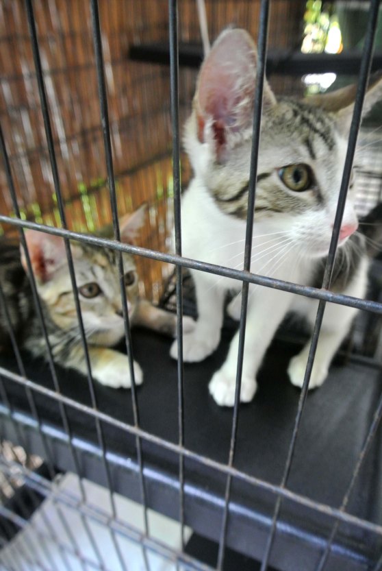 Little kittens kept in their cage 