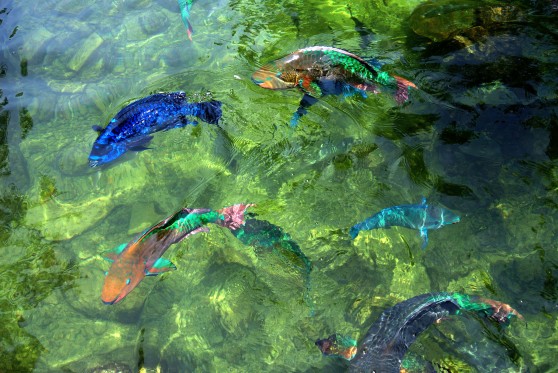 Such colourful fish