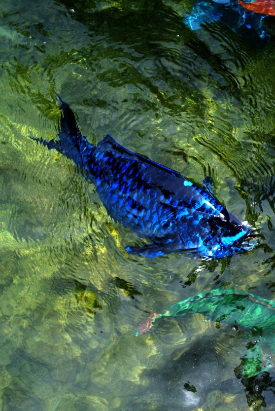 Metallic blue fish