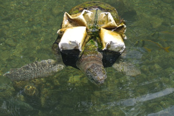 Turtle with a flotation device due to a deformity to its shell 