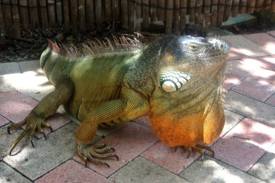 A wild giant iguana appears!