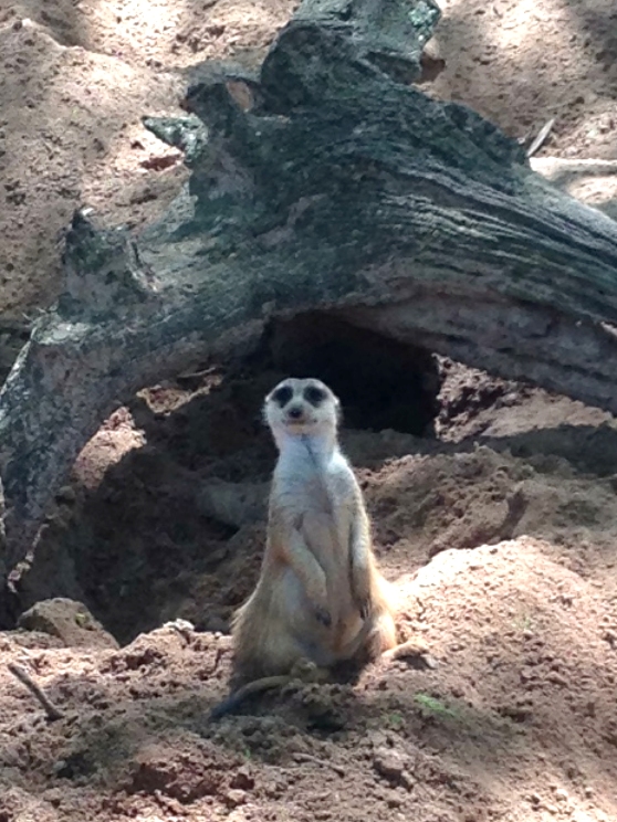 Oh hi there meerkats