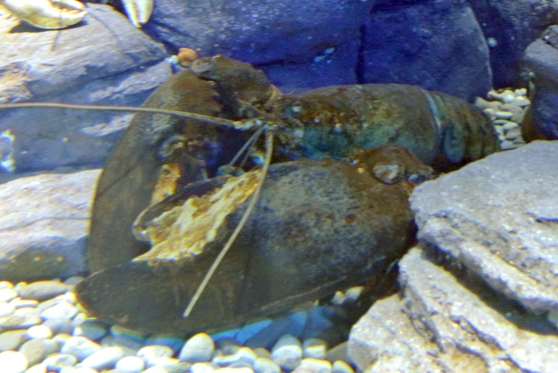 American Lobster with huge arms!