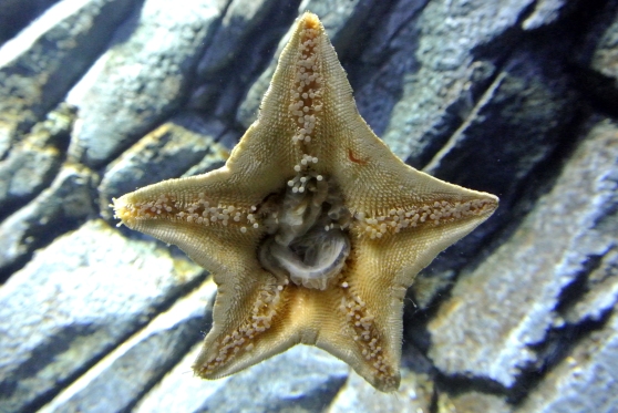 So this is what it looks like underneath a starfish