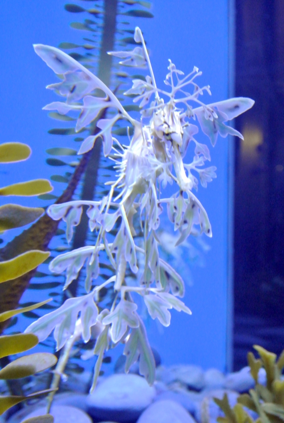 The Weedy Sea Dragon: it's stunning and it really does look like a plant!
