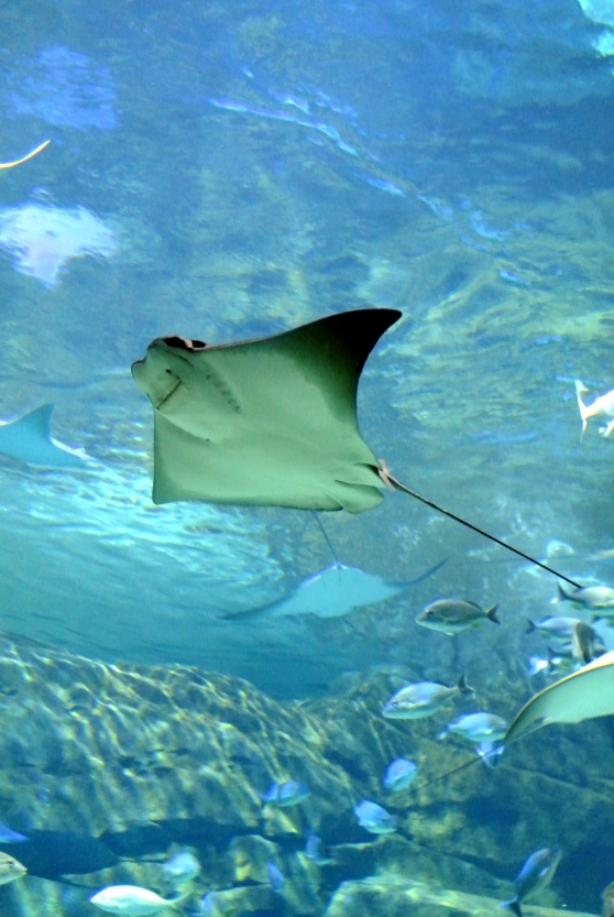 Spotted Eagle Ray flying in the water