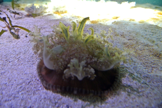 An upside-down jellyfish 