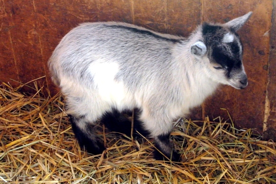 One of the baby goats (:
