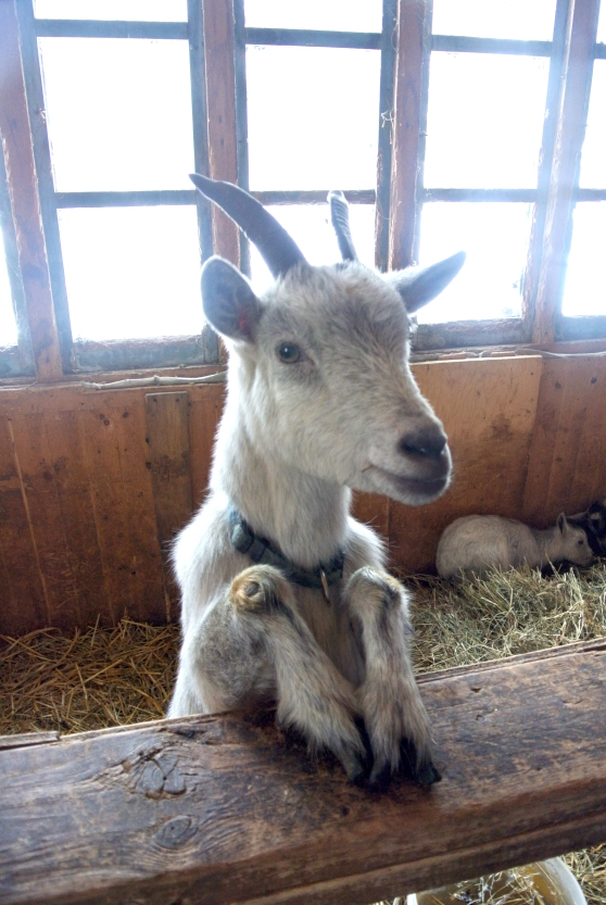 My new goat friend