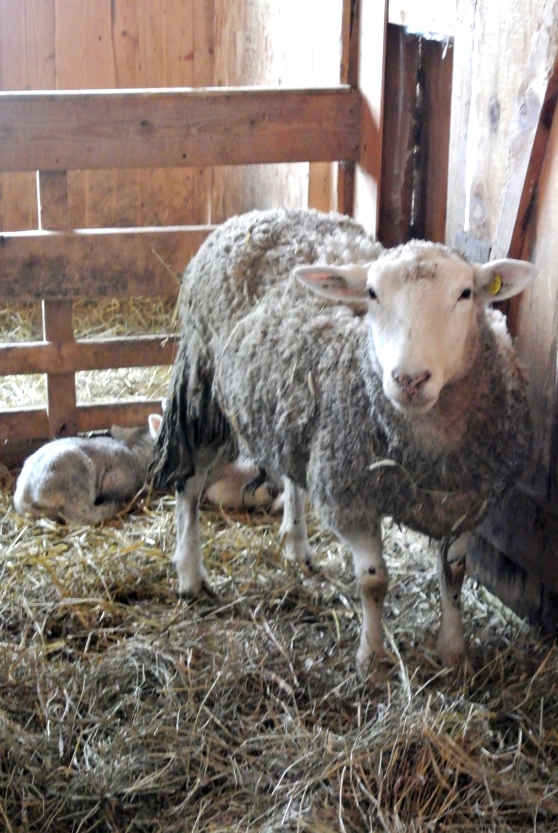 Mama sheep protecting her babies 