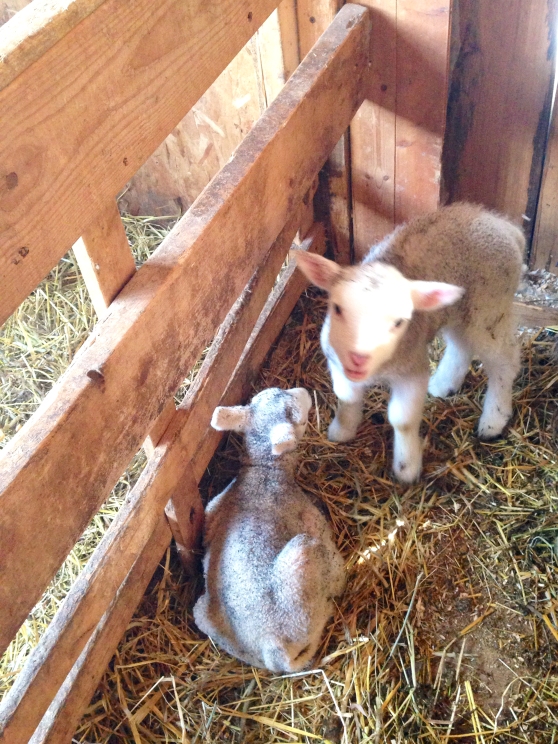 Timid baby sheeps